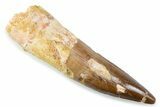 Fossil Spinosaurus Tooth - Real Fossil Tooth #373956-1